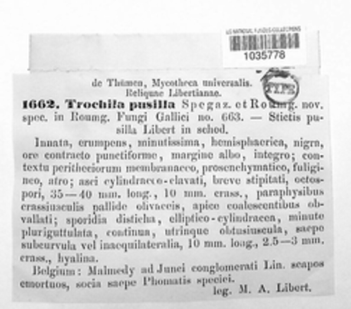 Trochila pusilla image